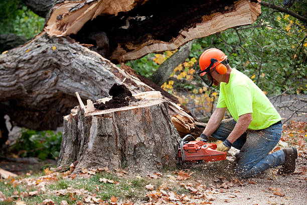 Why Choose Our Tree Removal Services in Enosburg Falls, VT?